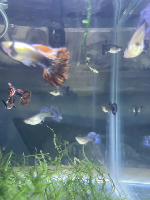 Guppy red musaico dumbo platinum big dorsal  (casal ou trio)