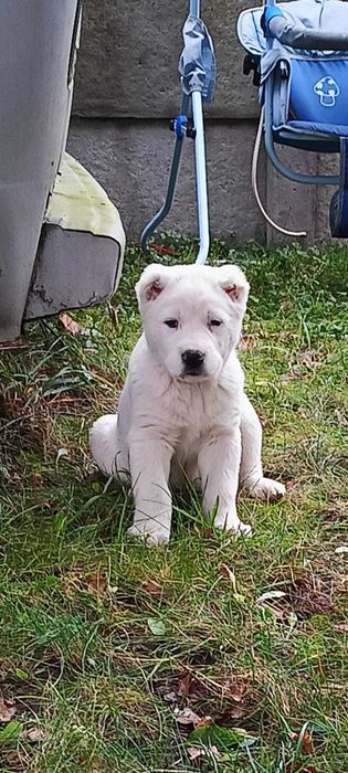 Owczarek środkowoazjatycki azjata