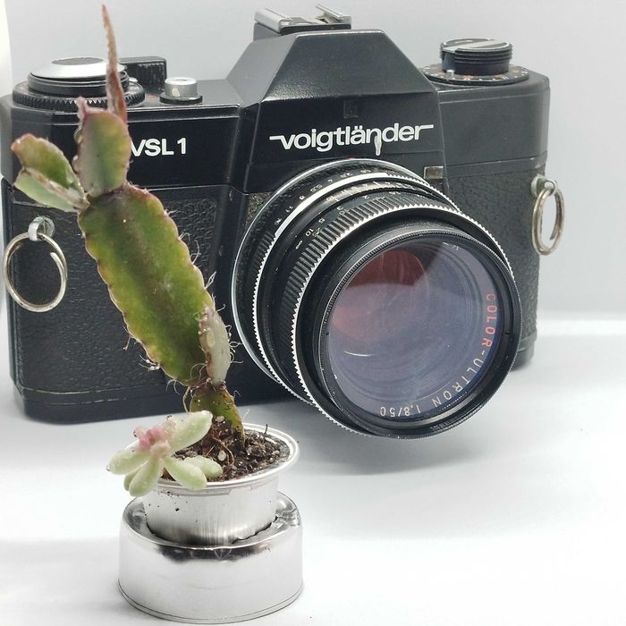 Cactus e suculentas_ lembranças, casamentos, dia da mãe