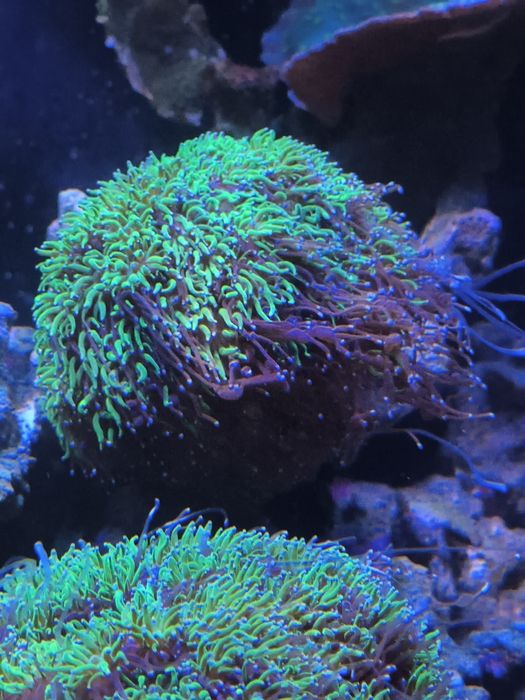 Galaxea fascicularis bicolor xl
