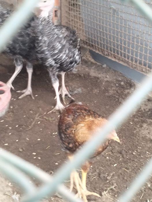 4 pintos cruzados de índio gigante com galo do campo ..