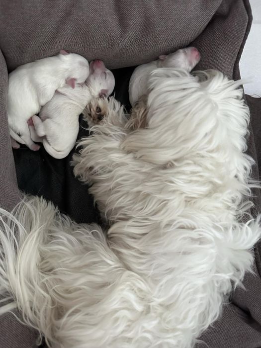 Вязка мальтийская болонка