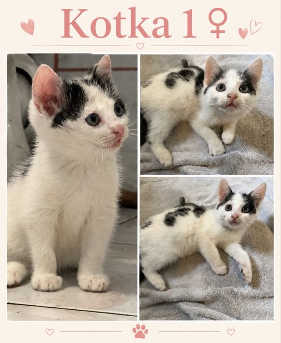 3 kotki szukają domu