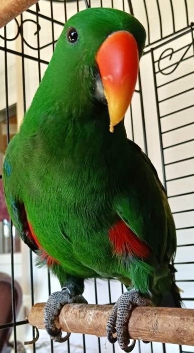 Papagaio ecletus 2025