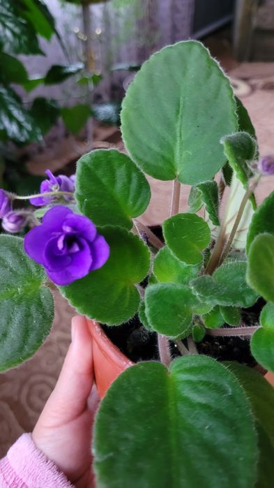 Продам  фіалки !