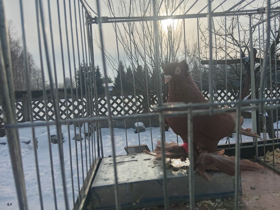 Wywrotek wschodniopruski