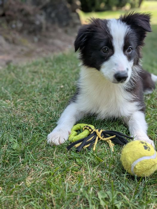Border Collie Suczka Badania Genetyzne