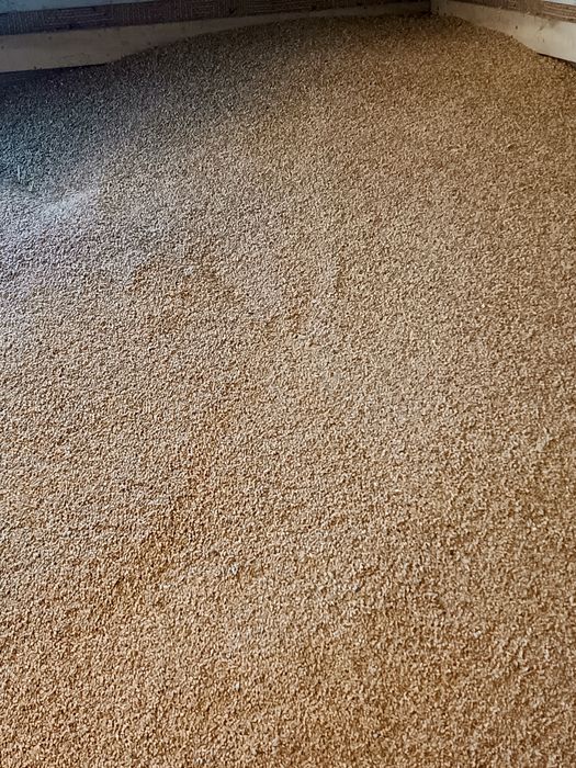 Pszenica ozima  z tego roku.