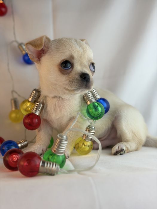 chihuahua macho branco pelo curto