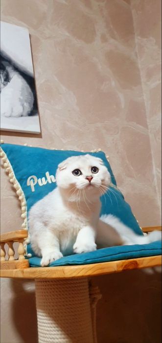 срібляста шиншила висловухий котик