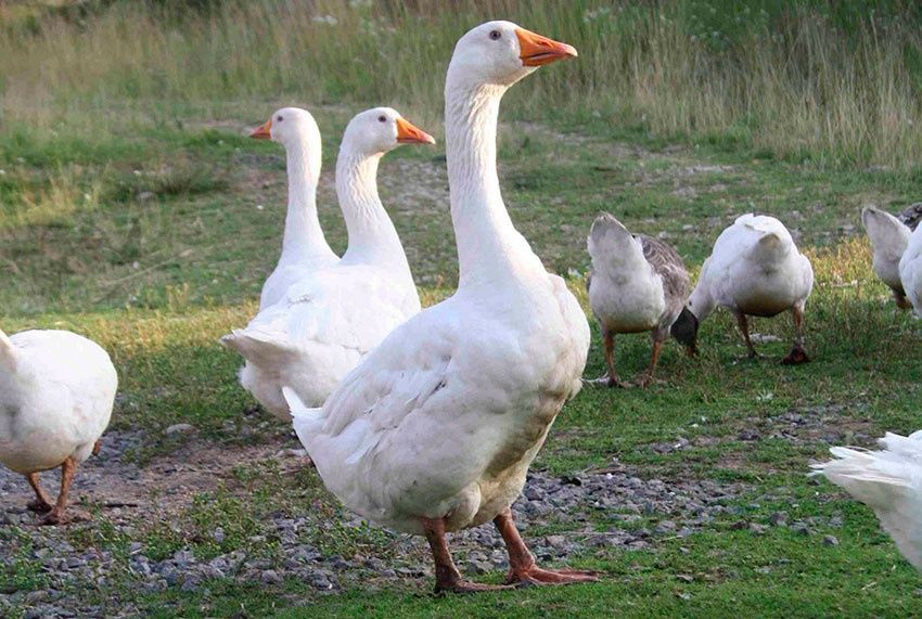 Яйця для інкубації і білих гусей