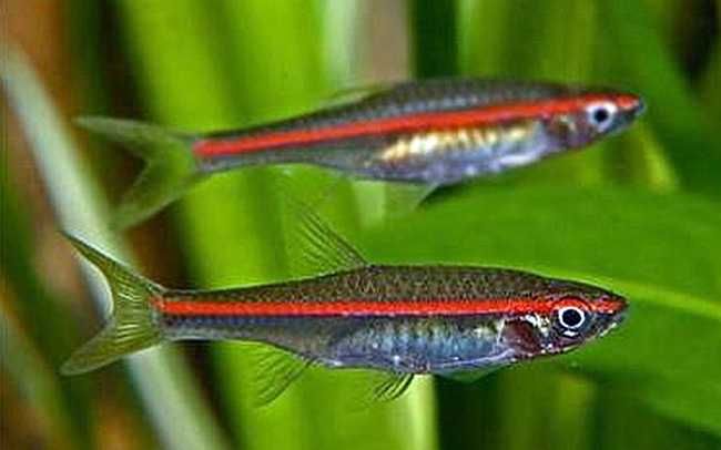 Razbora czerwonopręga - Trigonopoma - Rasbora - dowóz, wysyłka