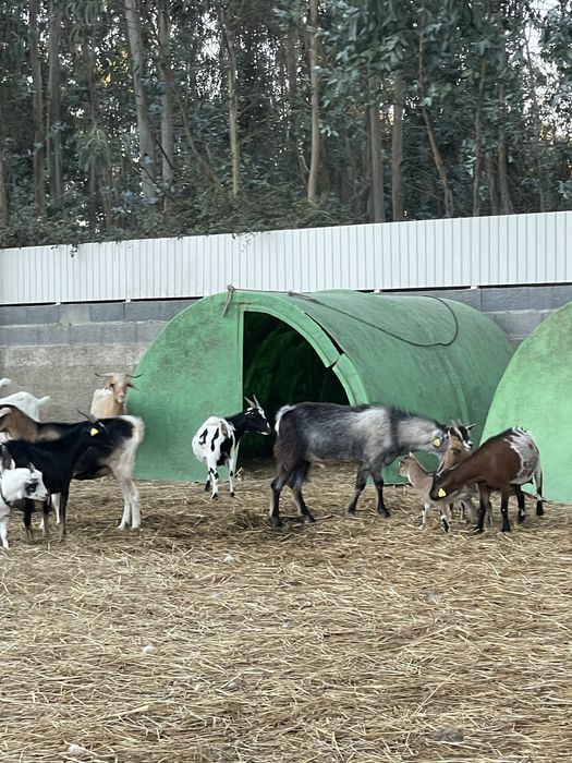 Cabras de varias raças
