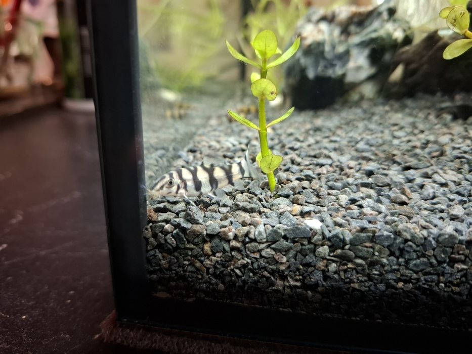 Grubowarg syjamski, bocja