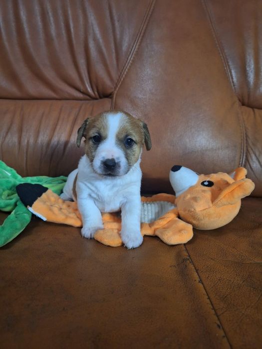 Wzorcowa suczka Jack russell terrier po rodzicach FCI