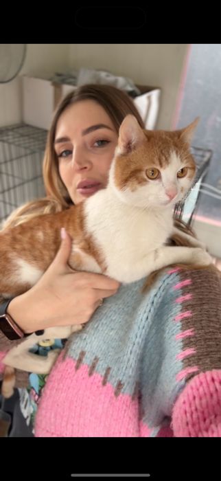 Rudo biały kocurek do adopcji