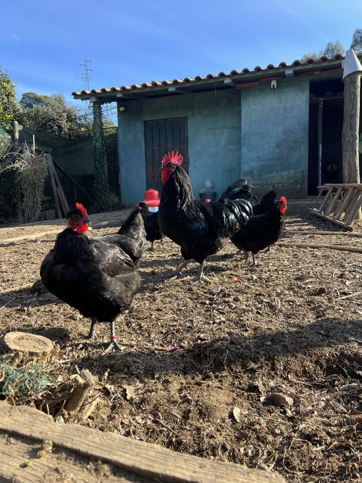 Ovos Galinha Preta Lusitânica