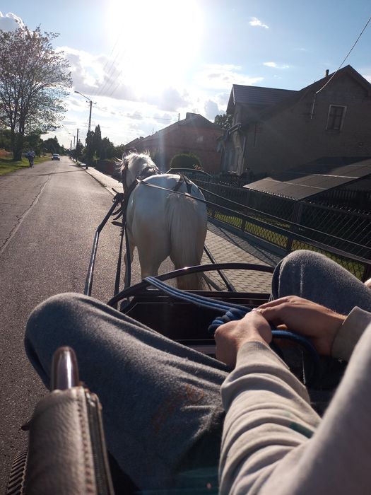 Sprzedam tarantowa klacz SP 5-letnia.