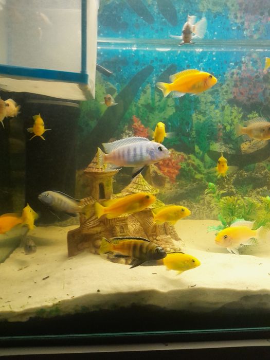 Pyszczaki  malawi mlode