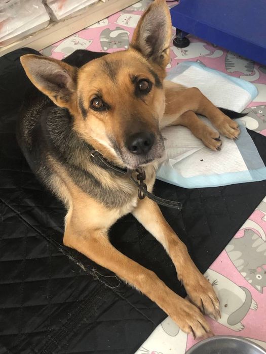 собака, 5-7 років, знайдена