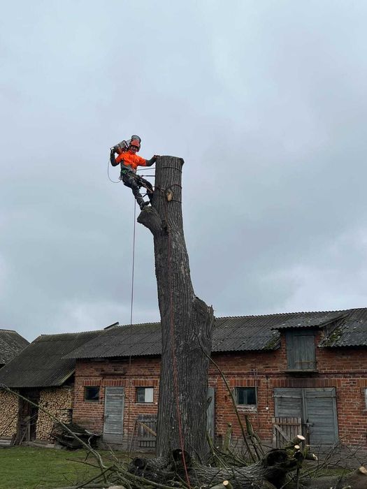 Usługi ogrodnicze/zakładanie ogrodów/porządkowanie działki/koszenia działek/wycinka drzew/rębakowanie