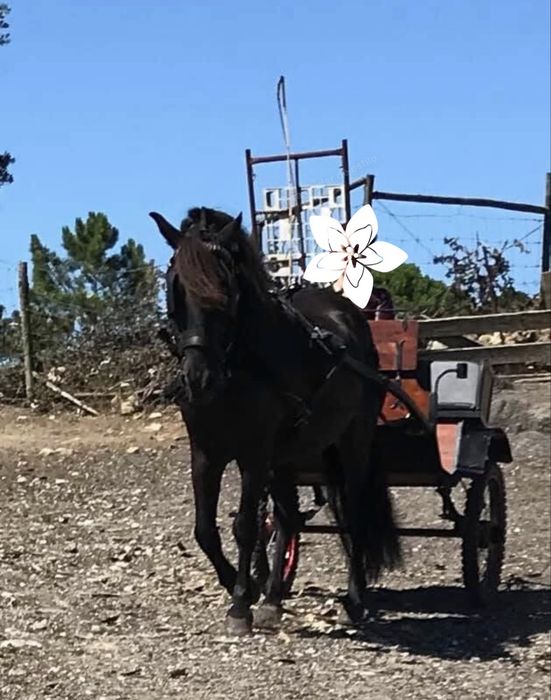 Pónei Preto Castrado