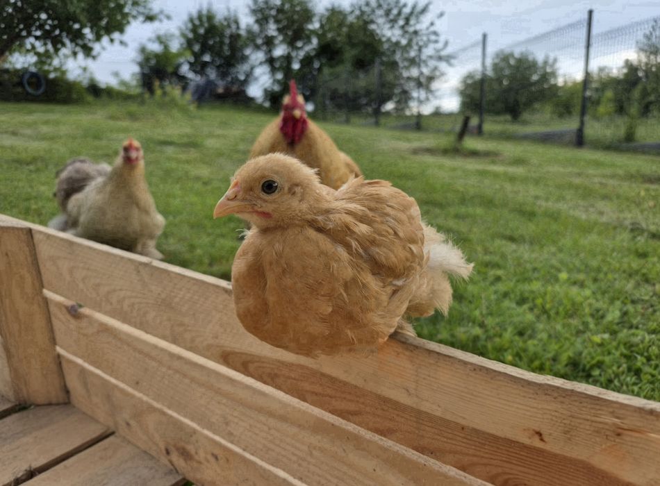Kurczaki kochin miniaturowy  karzełek i silki