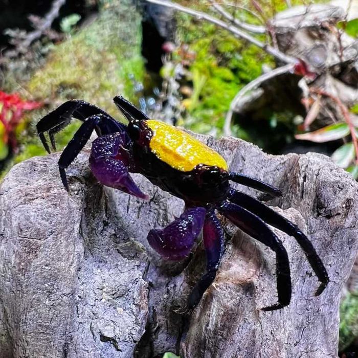 Caranguejo Vampiro - Geosesarma diferentes espécies Paludário Vivário