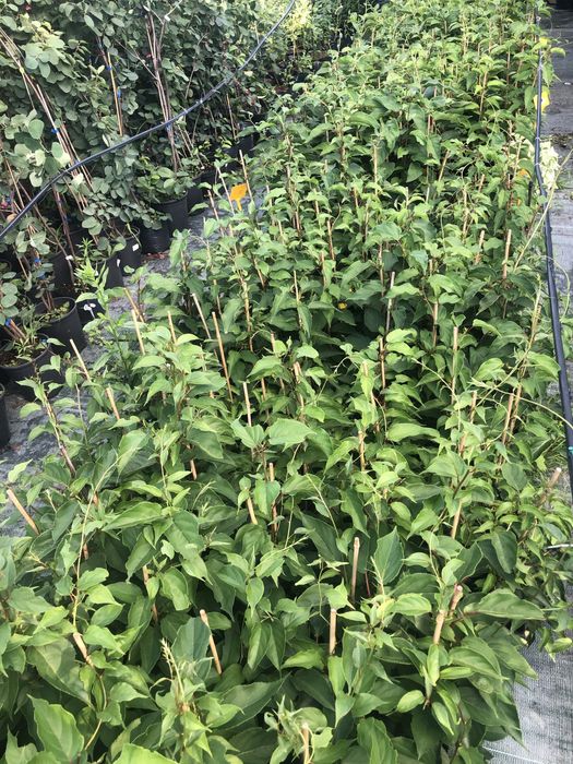 Актинідія в горшку. 14 сортів. Самовивіз та пошта