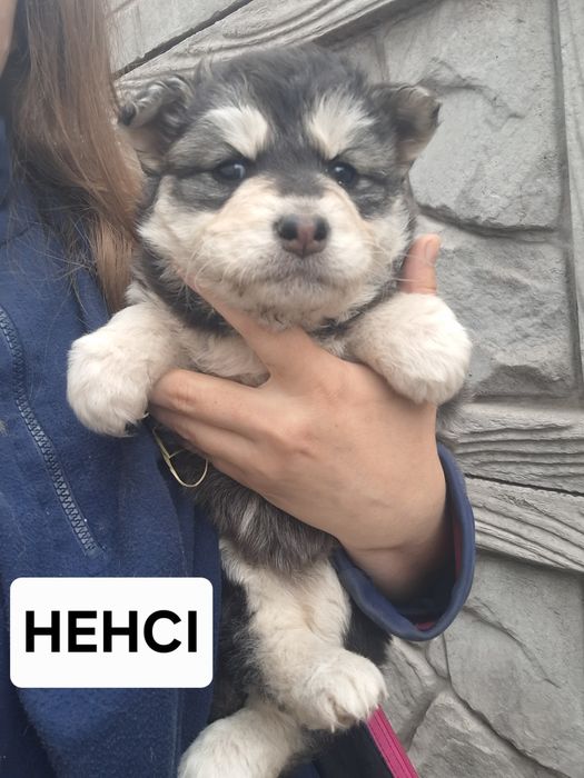 аляскінський маламут