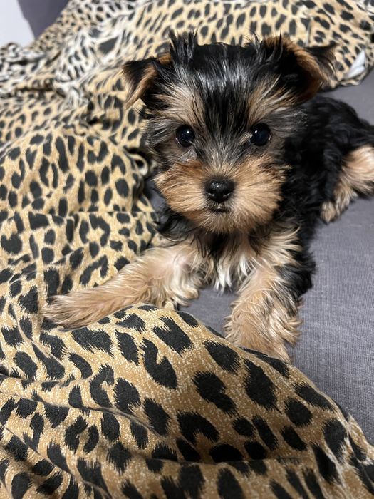 Продам милу дівчику йорка!