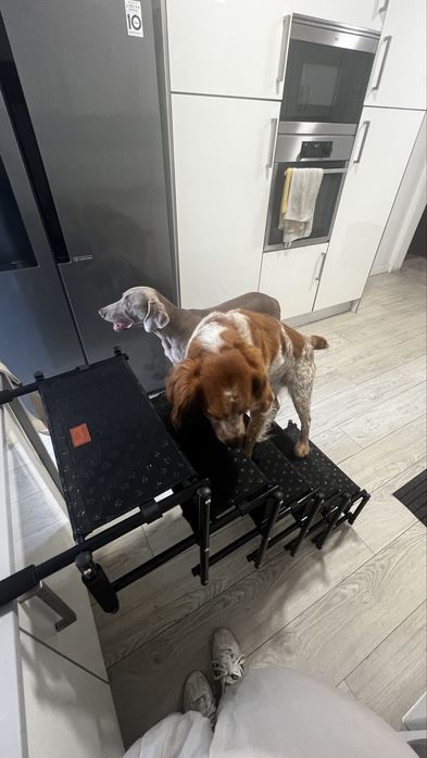 Escada para cães subirem carros