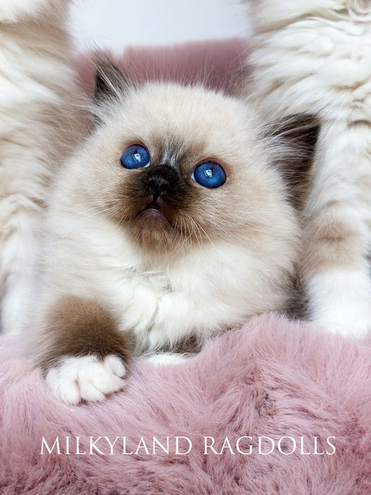 Śliczny cudowny seal mitted  Ragdoll