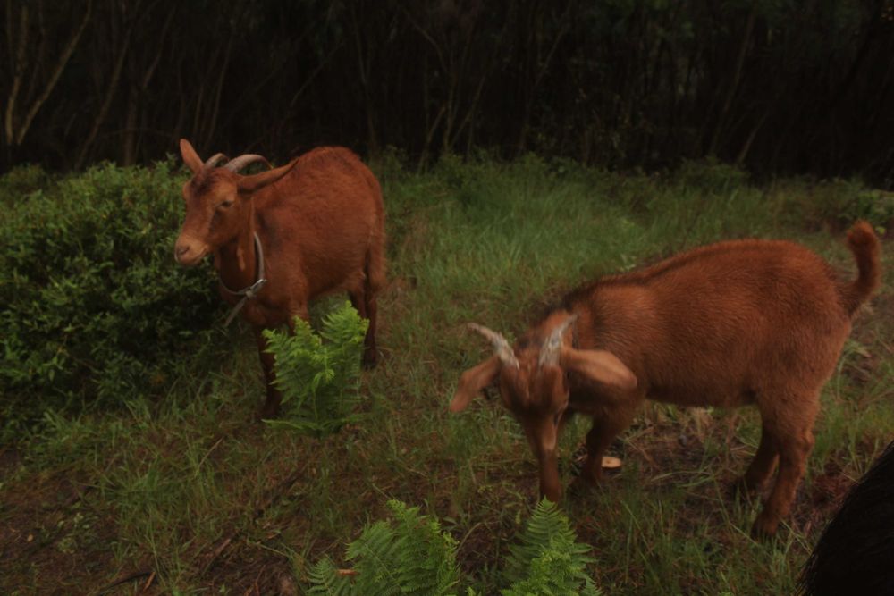 Cabrito Biologico e Meigo