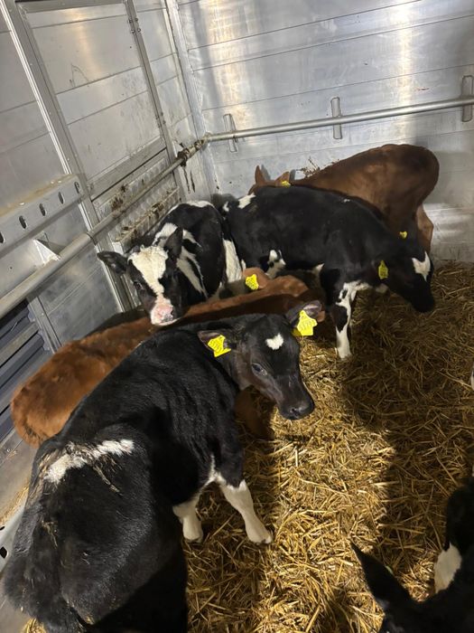 Byczki oraz jalowki krzyzowki