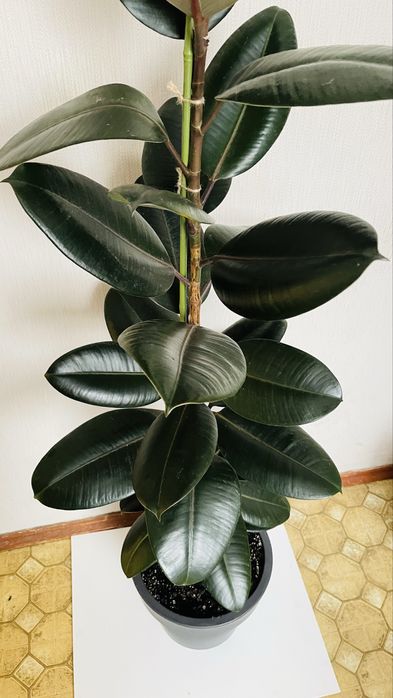 Фікус еластіка абіджан