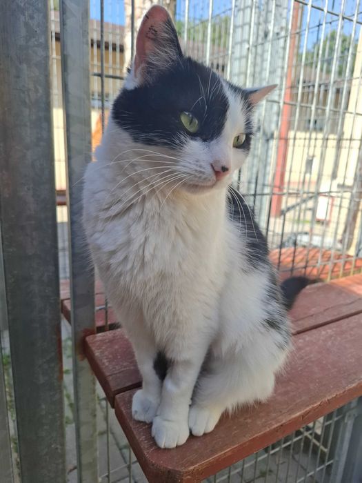 Cudna Frotka poleca się do adopcji
