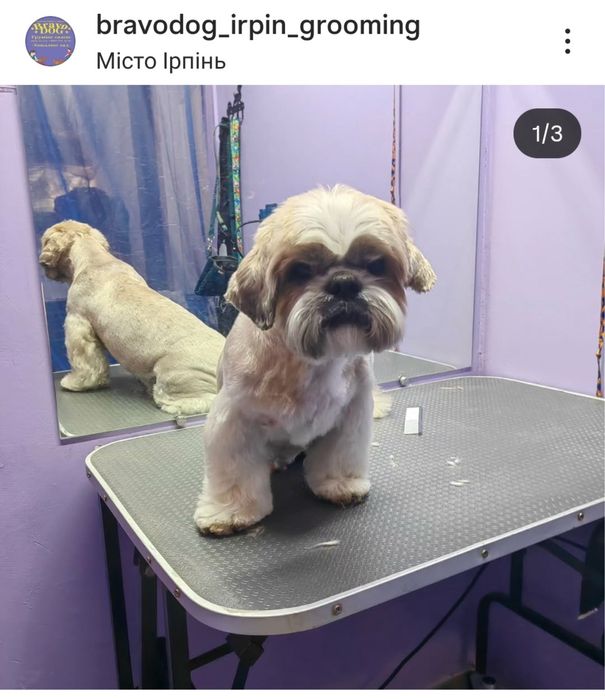 Стрижка собак грумер грумінг салон вичісування лінька спа калтуни коти