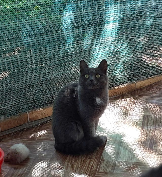 Манюня котодитина шукає найкращу маму