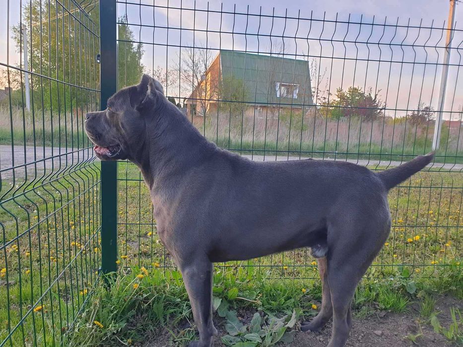 В'язка. Кане корсо