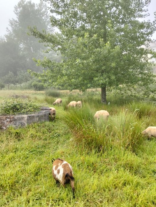 Vendo cabras anãs