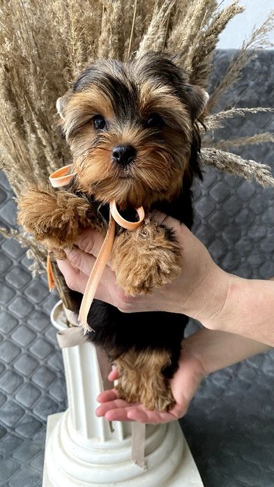 Йорки неймовірні