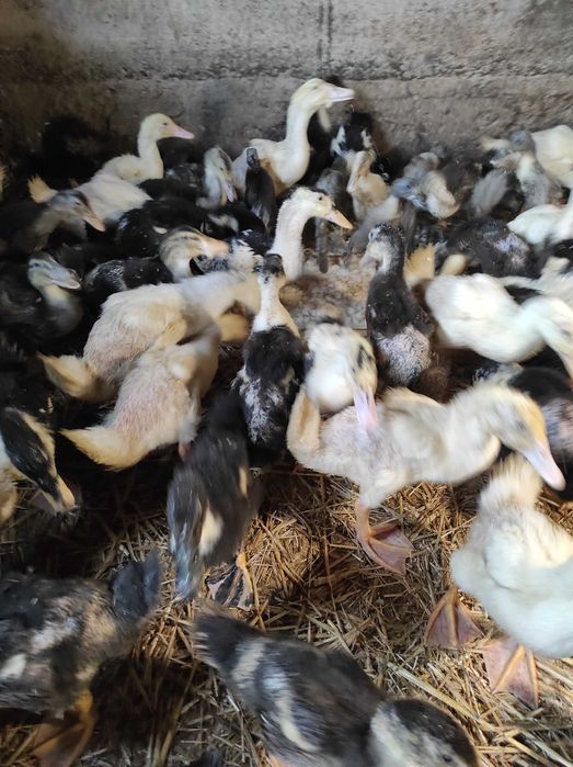 Sprzedam kaczki Brojler 5 tyg