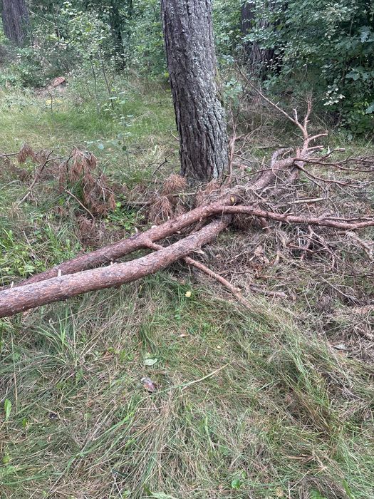 Oddam drewno i deski za darmo