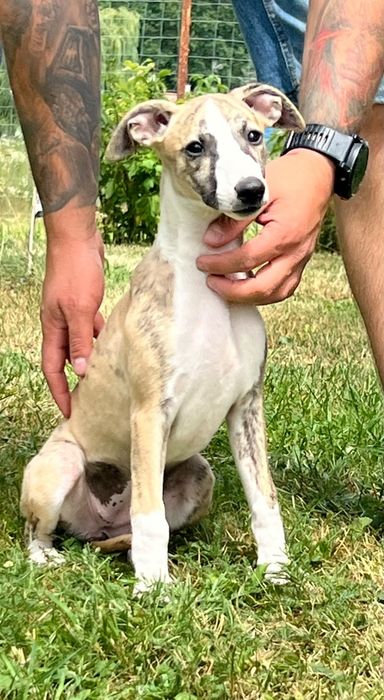 Chart Angielski-Whippet sunia Djuna*FCI