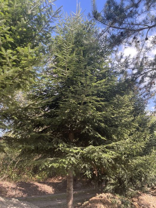 Жива новорічна ялинка велика