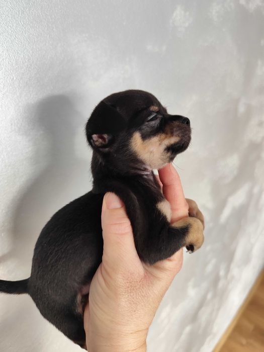 Chihuahua dziewczynka