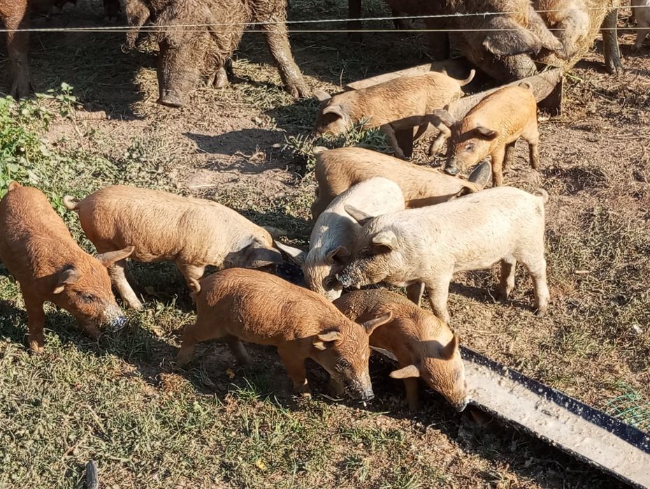 продам мангалици чи стокровную кого цикавить звонить домовимось