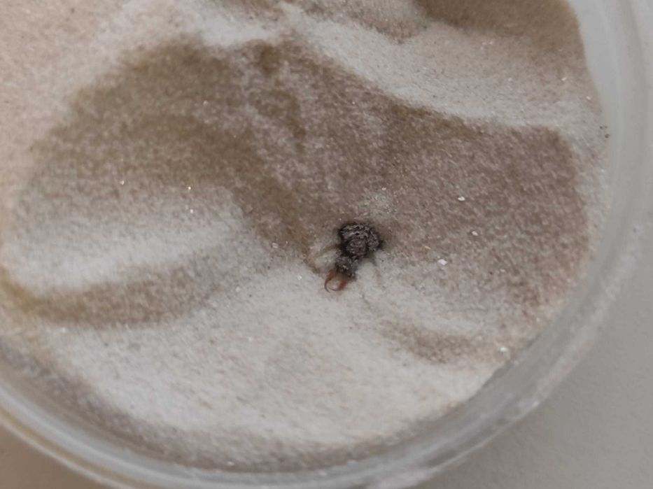 Mrówkolew Myrmeleon formicarius