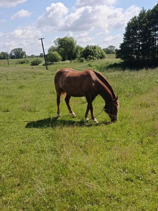 Продам добру  кобилу